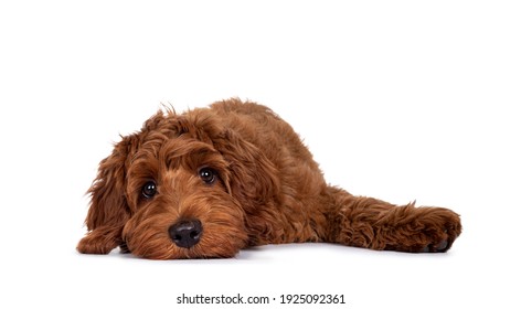 Adorable red Cobberdog pup, layng down with head flat on surface. Looking with droopy eyes towards camera. Isolated on white background.