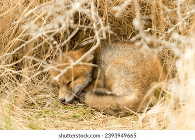 Adorable Red Fox Cub Lying in A Natural Background in A National Park - Shutterstock ID 2393949665