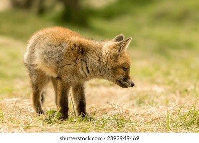 Adorable Red Fox Cub in A Natural Background in A National Park - Shutterstock ID 2393949469