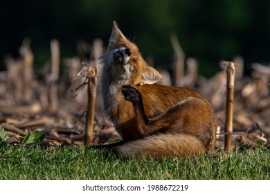 Adorable Red Fox Scratching Chin.