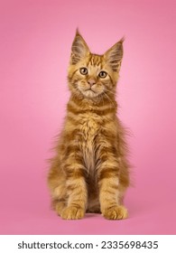 Adorable red Maine Coon cat kitten, sitting up facing front. Looking towards camera. Isolated on a pink background.
