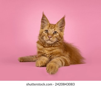 Adorable red Maine Coon cat kitten, laying down facing front on an edge. Looking towards camera. Isolated on a pink background.
