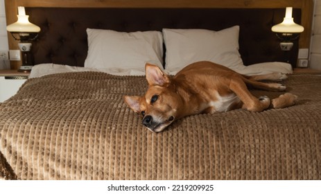 Adorable Red Mixed Breed Dog On Bed In Rustic  Wooden White Cabin Bedroom. Pets Friendly Home Or Hotel. Pets Care And Welfare Concept.