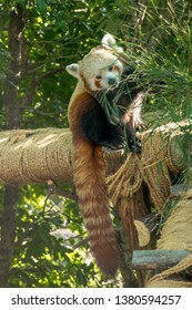 Adorable Red Panda Cub Eating Grass Over A Tree