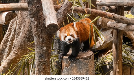 An adorable red panda is on a log