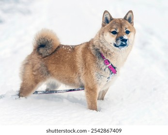 Adorable red Shiba Inu dog joyfully playing in the snow in a bright winter yard. High-quality, pet-friendly image perfect for seasonal, outdoor, or lifestyle projects. Copy space. - Powered by Shutterstock