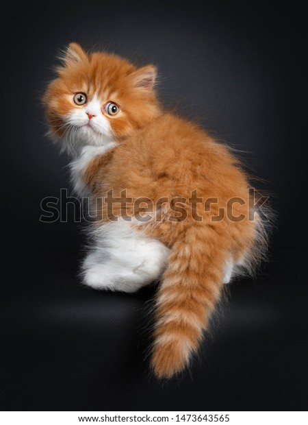 Adorable Red White British Longhair Cat Stock Photo Edit Now