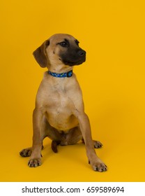 Adorable Rescue Dog At An Adoption Center, With A Bright Sunny Yellow Background