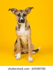 Adorable Rescue Dog At An Adoption Center, With A Bright Sunny Yellow Background