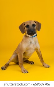 Adorable Rescue Dog At An Adoption Center, With A Bright Sunny Yellow Background