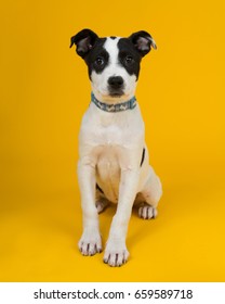 Adorable Rescue Dog At An Adoption Center, With A Bright Sunny Yellow Background