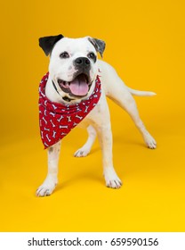 Adorable Rescue Dog At An Adoption Center, With A Bright Sunny Yellow Background