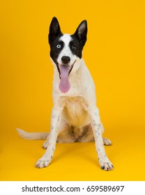 Adorable Rescue Dog With Two Differently Colored Eyes At An Adoption Center, With A Bright Sunny Yellow Background