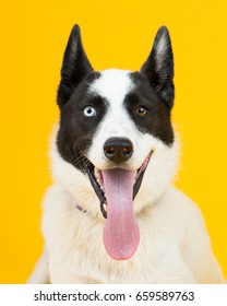 Adorable Rescue Dog With Two Differently Colored Eyes At An Adoption Center, With A Bright Sunny Yellow Background