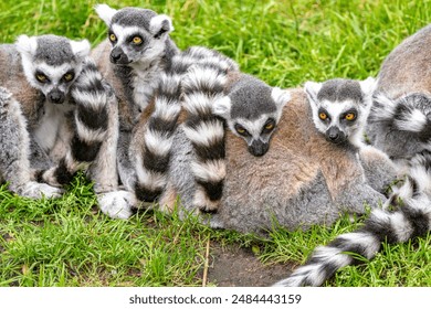 Adorable ring-tailed lemurs huddling for thermoregulation. - Powered by Shutterstock