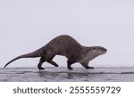 An adorable river otter on the coast with snow in the background