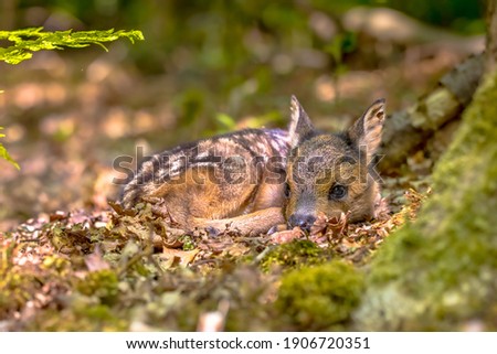 Adorable roe deer fawn (Capreolus capreolus) resting in reliance of camouflage in forest. Friesland, Netherlands. Wildlife scene in nature of Europe.