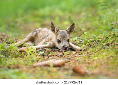 Adorable Roe Deer Fawn In Forest