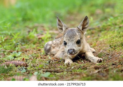 Adorable Roe Deer Fawn In Forest