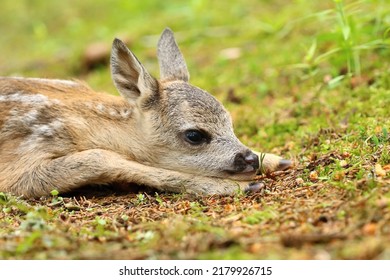 Adorable Roe Deer Fawn In Forest