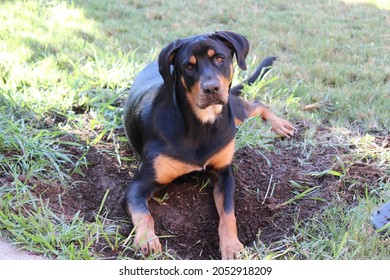 Adorable Rottweiler puppy caught off guard while digging up the yard. Digging as instinctive behavior.