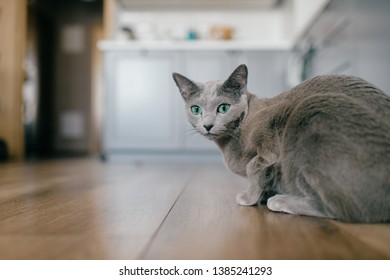 Adorable Russian Blue Cat Funny Emotional Stock Photo 1385241293 ...