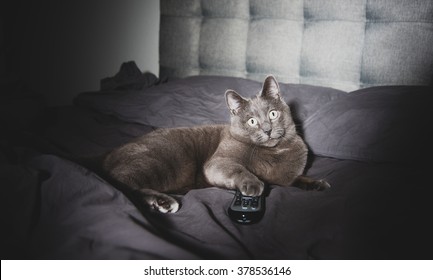 Adorable Russian Blue Cat Mix Watching TV Late At Night In Dark Room