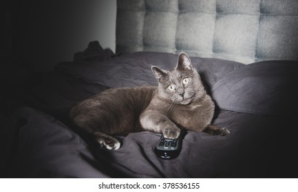 Adorable Russian Blue Cat Mix Watching TV Late At Night In Dark Room