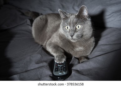 Adorable Russian Blue Cat Mix Watching TV Late At Night In Dark Room