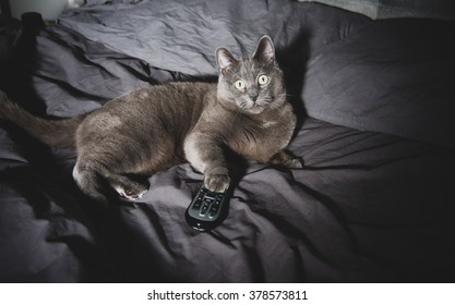 Adorable Russian Blue Cat Mix Watching TV Late At Night