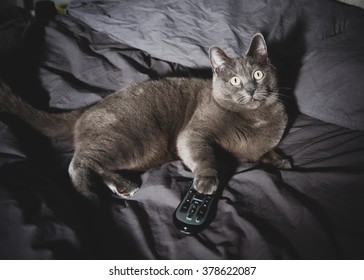 Adorable Russian Blue Cat Mix Watching TV Late At Night