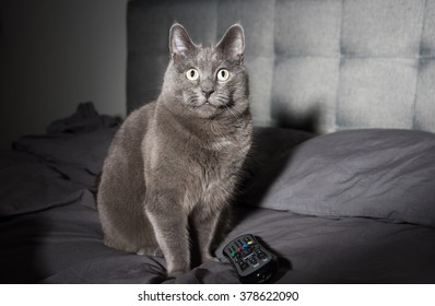 Adorable Russian Blue Cat Mix Watching TV Late At Night