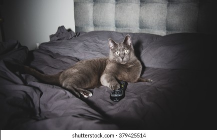 Adorable Russian Blue Cat Mix Watching TV Late At Night