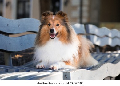 cute shetland sheepdog