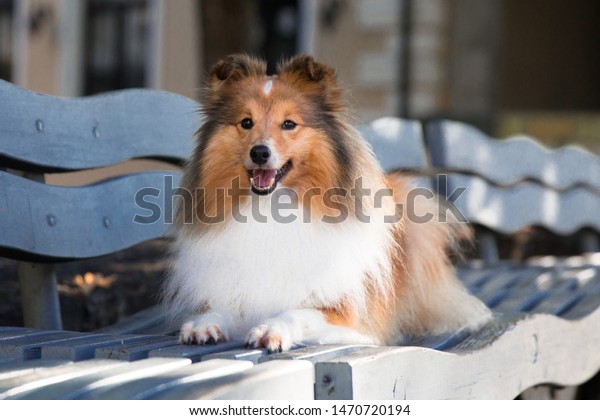 cute sheltie