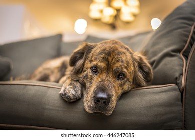 Adorable, but sad and lonely dog laying down on the sofa.