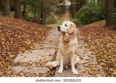 Adorable sad young golden retriever puppy dog sitting on fallen yellow leaves. Autumn in city park. Horizontal, copy space.