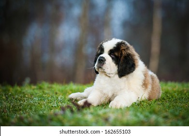 Large Breeds Images Stock Photos Vectors Shutterstock