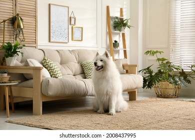 Adorable Samoyed dog in modern living room