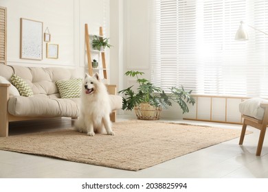 Perro respetable Samoyed en sala de estar moderna