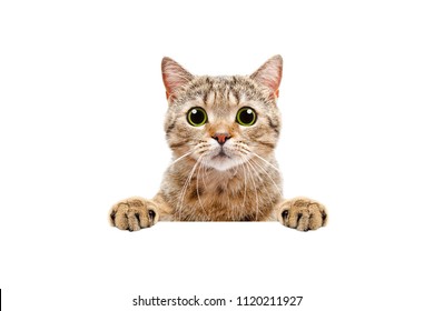 Adorable Scottish Straight Cat, Peeking From Behind A Banner, Isolated On White Background