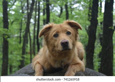 Adorable Scotty Dog With Its Ears Perked Up 