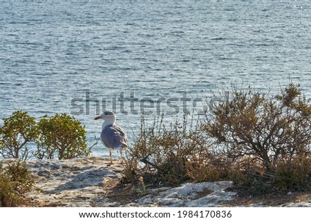 Similar – Image, Stock Photo seagull Nature Water