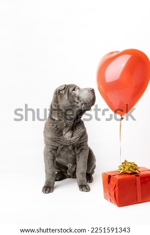 Adorable Shar Pei puppy isolated on the white background. Dark grey Sharpei dog next to red heart shaped balloon and present in red wrapping paper with golden bow. Happy Valentine's Day.