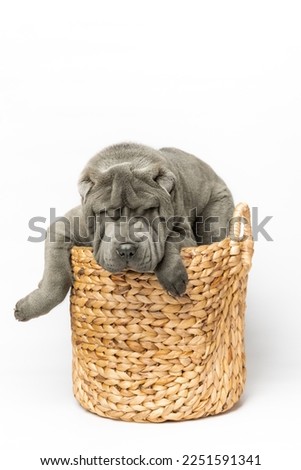 Adorable Shar Pei puppy sitting in a straw wicker basket isolated on the white background. Dark grey Sharpei dog. Copy space for a free text.