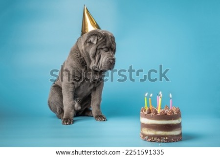 Adorable Shar Pei puppy wearing golden cap on the blue background. Dark grey Sharpei dog celebrating its birthday next to a cake with candles. Birthday party for a dog concept.