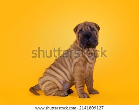 Adorable Shar-pei dog pup, sitting up side ways. Looking towards camera with cute droopy eyes. Isolated on a sunflower yellow background.
