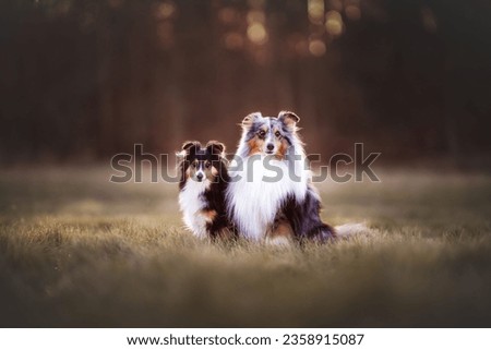 An adorable Shetland Sheepdog puppy and its mom sitting in a sunlit, grassy field