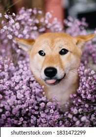 Adorable Shiba Inu Dog In Pink Gypsophila Flowers Portrait