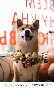 Adorable Shiba Inu Dog Wearing Adorable Collar Made Of Fresh Flowers